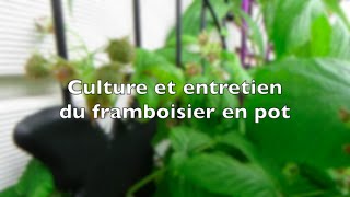 ✿ Culture et entretien des framboisiers en pot [upl. by Hakeber]