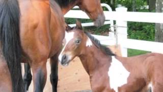 Amaryllis Farm  Horse Slaughter Lies Exposed PART 22 NOT GORY [upl. by Brandice262]