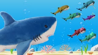 Baby Shark Song and Nursery Rhymes for Kids [upl. by Elamor]