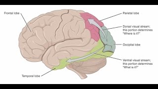 Cerebral Visual Impairment A BrainBased Visual Condition [upl. by Lledra48]