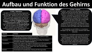 Aufbau  Funktion des Gehirns Großhirn Zwischenhirn Kleinhirn Hirnstamm  Biologie Oberstufe [upl. by Ayhay217]