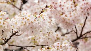 Cherry Tree 5 Fun Facts tree nature [upl. by Iderf976]