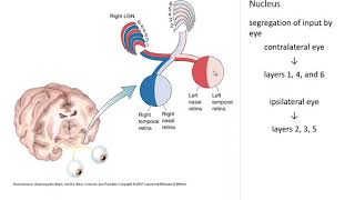 OSSM Neuro Chapter 10  The Lateral Geniculate Nucleus [upl. by Toffey]