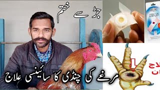 Chandi ka ilaj  Aseel murgy ki Chandi ka ilaj  Chandi treatment  Ihsan Gujjar Vlogs [upl. by Kelwin494]