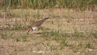 Little Ringed Plover Corriere piccolo Charadrius dubius [upl. by Midis]