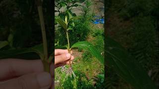 Ixora Rongon Growing shorts growingtree rongon ixora happy [upl. by Fineman]