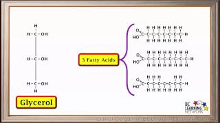 WCLN  Synthesis and hydrolysis of fats  Biology [upl. by Fu]