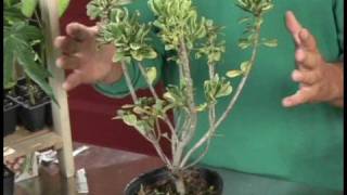 Plants Growing Needs  Growing Variegated Pittosporum Plants [upl. by Ladd991]