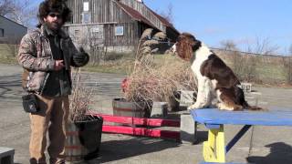 Dog Training Goals for the New Year Part One [upl. by Floria]