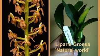 Spikes Liparis Grossa species OncSweet Sixteen amp My New Psychopsis [upl. by Sirama]