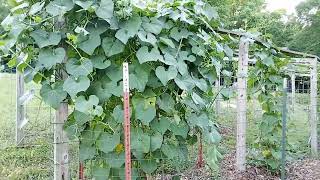 Do this to CHAYOTE PLANTS for more Chayote Harvest [upl. by Lyndell]