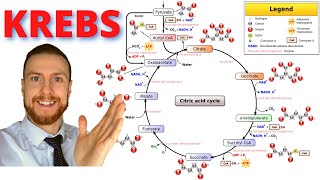 AEROBIC RESPIRATION The Krebs Cycle AQA ALevel Biology [upl. by Karel]