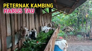 Kendala Ternak Kambing Yang Hampir Pasti Semua Peternak Akan Mengalami [upl. by Buff]