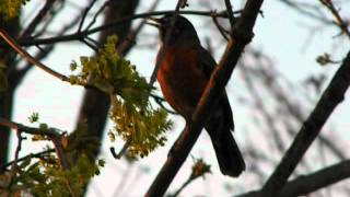 Robin calling mate [upl. by Sheehan114]