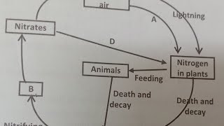 Kcse 2024 prediction Nitrogen Cycle [upl. by Naujaj]