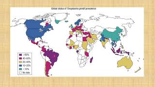 TOXOPLASMA GONDII [upl. by Nauqahs]