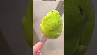 frog amazingfacts animals story factsinhindi viralvideo facts 😱👍🏻 [upl. by Mars]