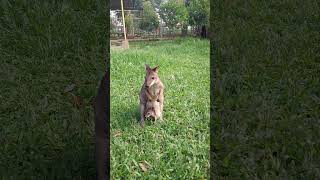 Wallaby Thylogale brunii are seen with their young emerging from the pouch kangguru wallabies [upl. by Vasya]