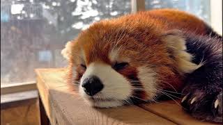 The red panda was catching some Zs in the afternoon sunshine [upl. by Okikuy]