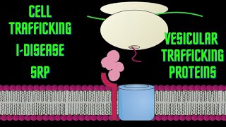 USMLE Step 1  Lesson 19  Cell trafficking I disease SRPs and Vesicular trafficking proteins [upl. by Zhang]