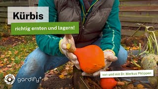 Kürbisse richtig ernten Reifezeichen Erntetipps amp Lagerung für Monate [upl. by Aysahc903]