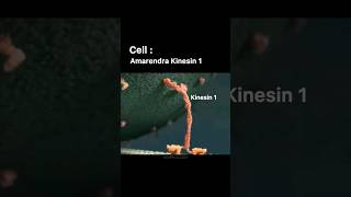 CELL DIVISION AND KINESIN SUPERMACY ft BAHUBALIBIOCHEMISTRY CLASS shortsvideo bahubali biology [upl. by Borman]