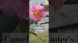 Camellia Winters Interlude camellia [upl. by Elisha20]