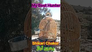 Shikari Chakor sound شکاری چکور آواز SUBSCRIBE CHANNELKeklikSevdallarkekliksesichakorbirds [upl. by Harod]