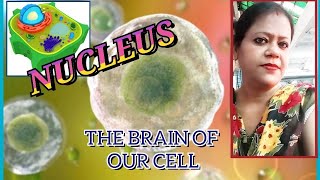 Nucleus  The structure and function of nucleus  The brain of the cell [upl. by Gert]