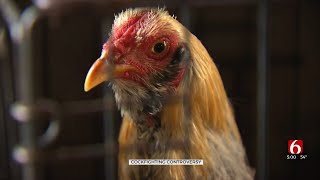 Criticism Against Governor Stitt After His Video Endorsing Game Fowl Industry [upl. by Eidroj965]