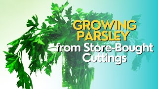 Growing Parsley from StoreBought Cuttings [upl. by Nosneh]