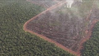 Amazzonia deforestazione senza limite 2000 alberi al minuto [upl. by Albin]