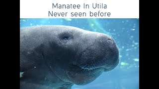 Extremely Rare footage  Manatee encounter in Utila for the first time Honduras Bay Islands [upl. by Attena]