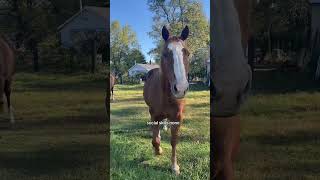 He needs the food equestrianlife horsemom horsegirl fallvibes horsewoman quarterhorse [upl. by Bridgid529]