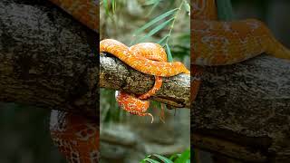 Are Corn Snakes Venomous shorts [upl. by Aehr]