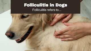 Folliculitis in Dogs [upl. by Boru694]