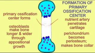 BONE TISSUE ENDOCHONDRAL OSSIFICATION 2 [upl. by Macknair591]