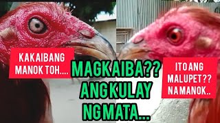 magkaiba Ang magkabilang mata  mayahin na manok [upl. by Airotal]