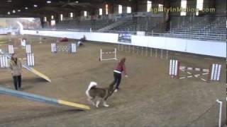 Alaskan Malamute quotIndianaquot  Agility Standard clean run [upl. by Sheelah]