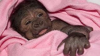 Baby Gorilla Born By Rare CSection at San Diego Zoo Safari Park [upl. by Vaclava589]