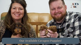 Our Available Cavapoo Puppies [upl. by Standish896]