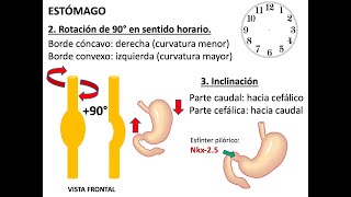 Embriología Sistema Digestivo [upl. by Nanji]