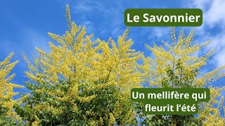 Le Savonnier un arbre mellifère qui fleurit lété [upl. by Allcot]