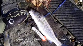 pesca sub riflessione mimetismo e richiami estremi [upl. by Gassman]