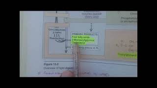 DIETARY LIPID METABOLISM PART 1 BIOCHEMISTRY LIPPINCOTT [upl. by Yggep]