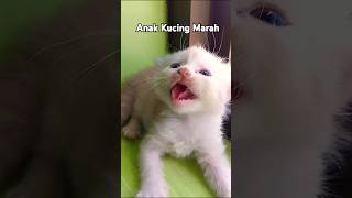 Suara Anak Kucing Marah [upl. by Huskamp]