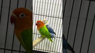 Green and blue Opaline lovebirds [upl. by Foss]