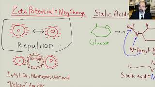 Atherosclerosis part 1 [upl. by Burrill]