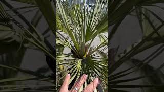 A most perfect Mediterranean Fan Palm 👌 [upl. by Alonso280]