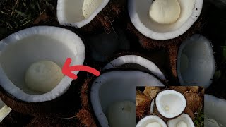 Traditional Way of Drying Coconut during wet seasons [upl. by Aeiram]